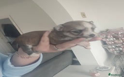 Mixed Breed dogs for sale: Mixed breed male pups - Image 10