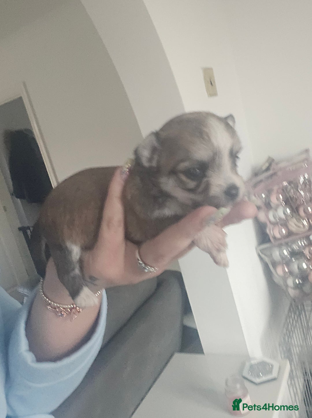 Mixed Breed dogs for sale: Mixed breed male pups - Image 10