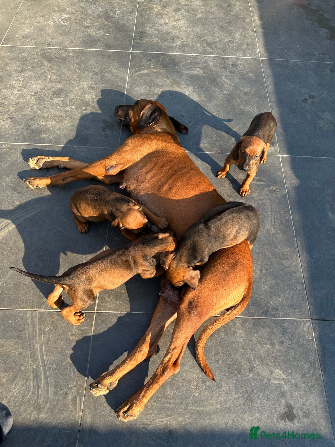 Rhodesian Ridgeback dogs for sale: Big bold bouncy bundles  - Image 13