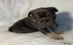 French Bulldog dogs for sale: Female French Bulldog - Advert 4