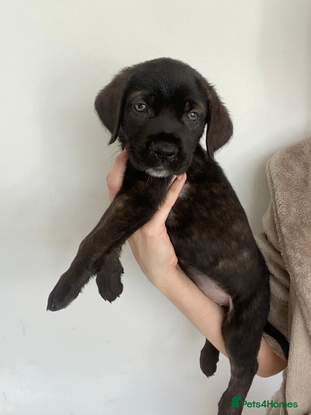 Cane Corso dogs for sale: 🐾 Beautiful Cane Corso Puppies – Ready Soon! 🐾 - Image 6