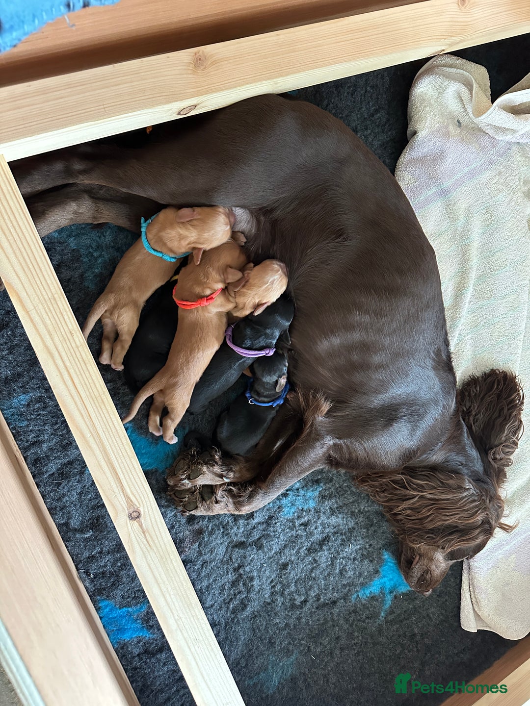 Cocker Spaniel dogs for sale: Upcoming Litter: KC Working Cocker Puppies - Image 20