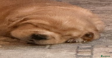 Golden Retriever dogs - Advert 3