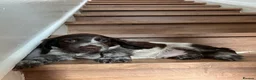 Cocker Spaniel dogs for sale: Beautiful Show type cocker spaniel puppies  - Advert 2