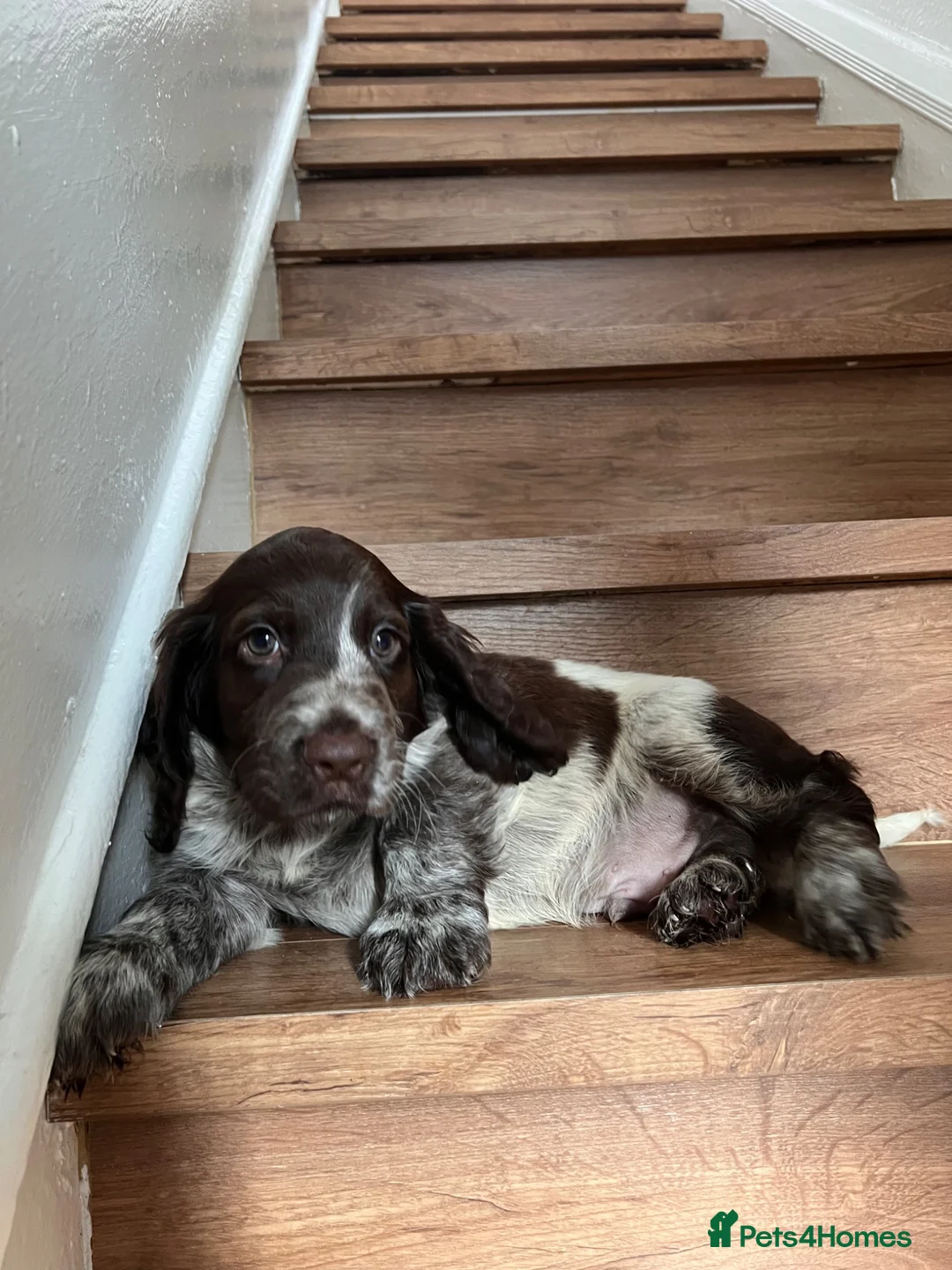 Cocker Spaniel dogs for sale: Beautiful Show type cocker spaniel puppies  - Advert 2