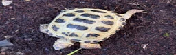 Tortoise reptiles for sale: Horsfield tortoise for sale  - Advert 3