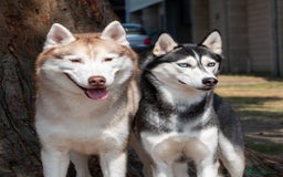 Siberian Husky dogs for sale: Kc reg Siberian husky pups due end of sept  - Image 3