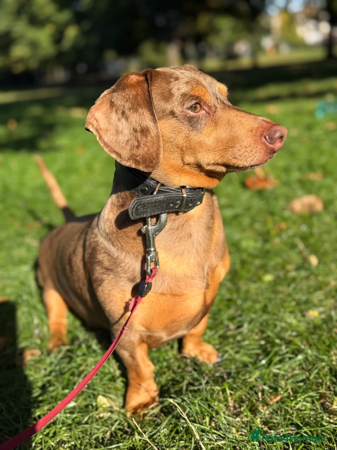 Dachshund dogs for stud: Standard Dachshund – Stud Available - Advert 1