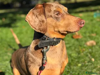 Dachshund dogs Standard Dachshund – Stud Available - Advert 3
