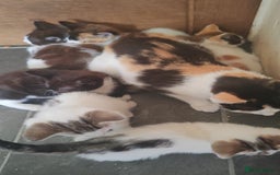 Mixed Breed cats for sale: Lovely beautiful kittens, robust, healthy - Image 7