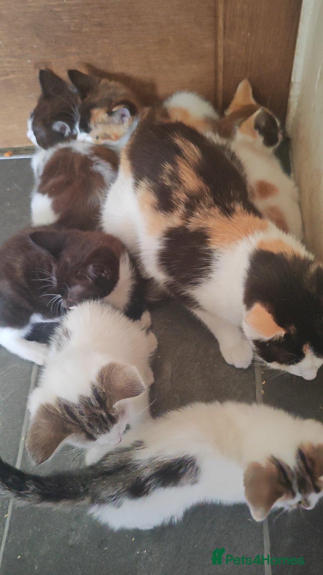 Mixed Breed cats for sale: Lovely beautiful kittens, robust, healthy - Image 7