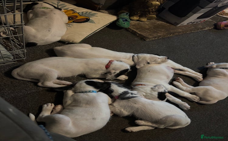 Mixed Breed dogs - Advert 1