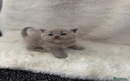 British Shorthair cats for sale: GCCF British shorthair lilac male kitten  - Image 3