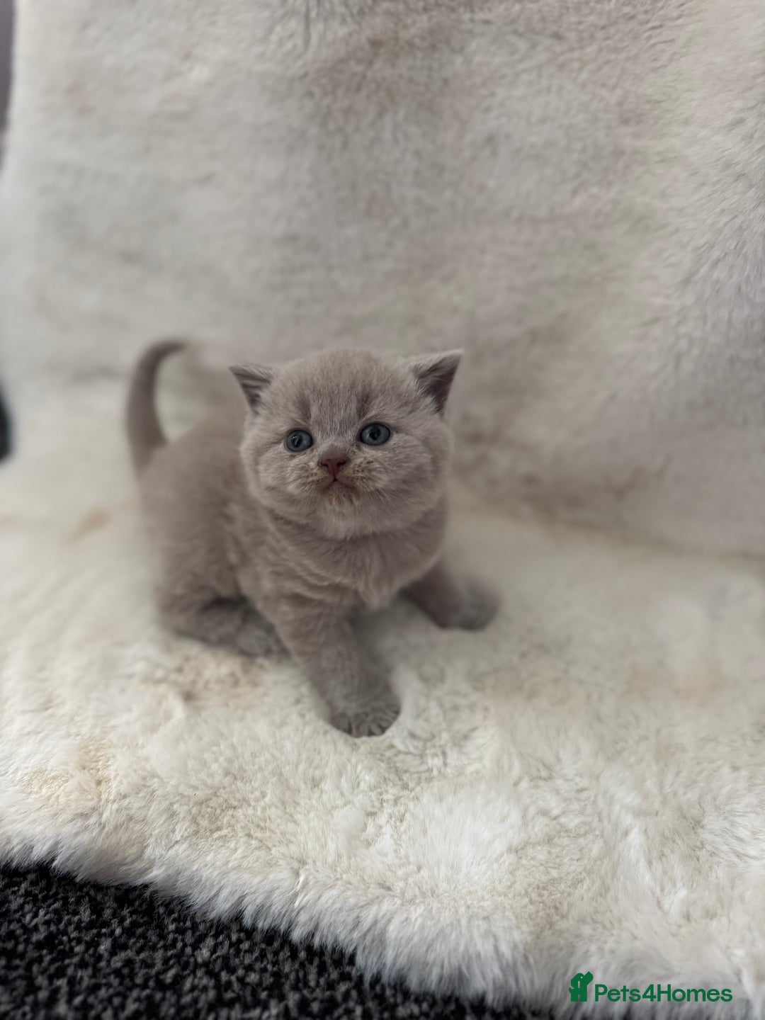 British Shorthair cats for sale: GCCF British shorthair lilac male kitten  - Image 3