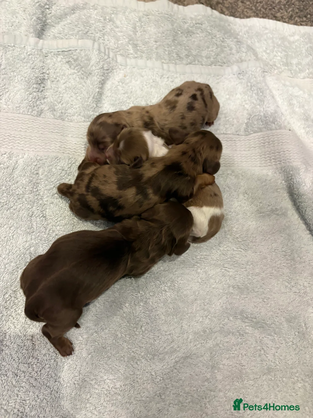 Miniature Dachshund dogs for sale: Miniature dachshund puppies  - Advert 4