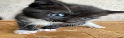 Mixed Breed cats for sale: Pure british shorthair Mother kittens - Advert 14
