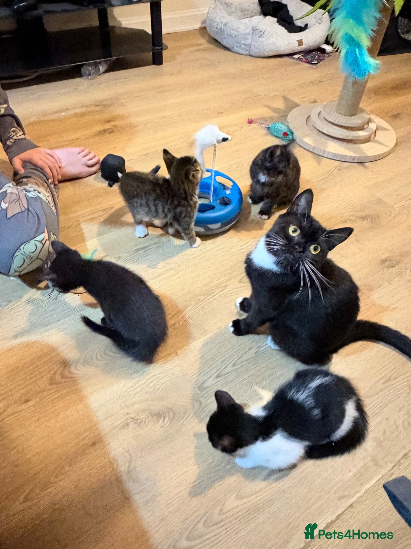Mixed Breed cats Beautiful Persian Kittens - Advert 7