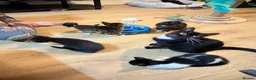 Mixed Breed cats for sale: Beautiful Persian Kittens - Advert 2