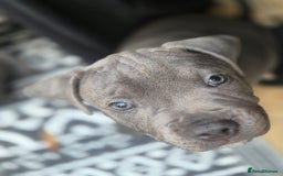 Staffordshire Bull Terrier dogs for sale: **Ready To Leave**KC Blues Champ Blood in Coventry - Image 29