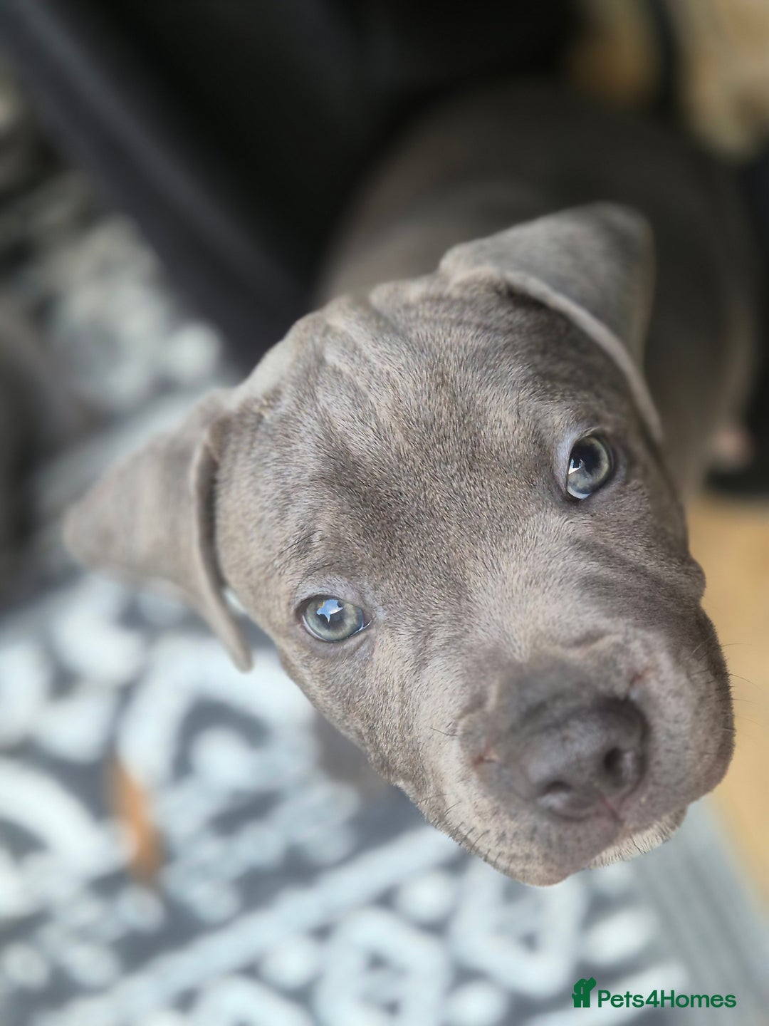 Staffordshire Bull Terrier dogs for sale: **Ready To Leave**KC Blues Champ Blood in Coventry - Image 29