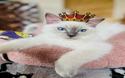 Ragdoll cats for sale: SILKY GCCF PEDIGREE RAGDOLL - Championline  in London - Image 7