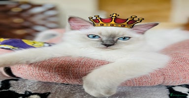 Ragdoll cats in London - Advert 15