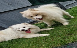 Samoyed dogs for sale: Samoyed puppies - fluff and joy - Image 4