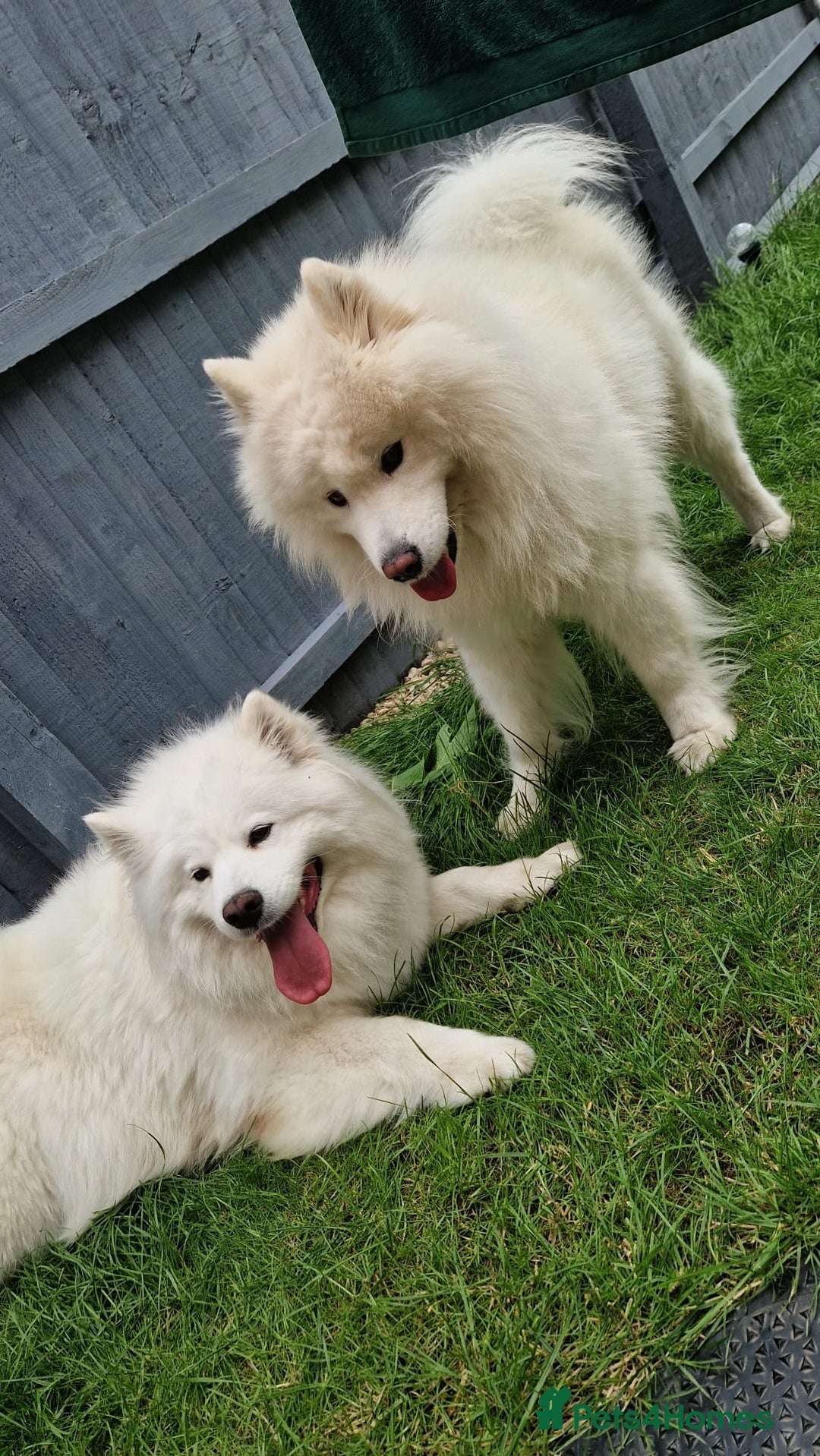 Samoyed dogs for sale: Samoyed puppies - fluff and joy - Image 4