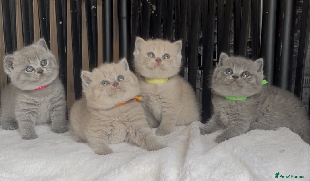 British Shorthair cats for sale: Absolutely beautiful BSH kittens  - Image 20