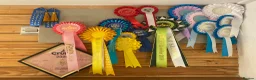 Miniature Dachshund dogs for stud:     KC Proven Mini Dachshund Stud, 31 Champions - Advert 3
