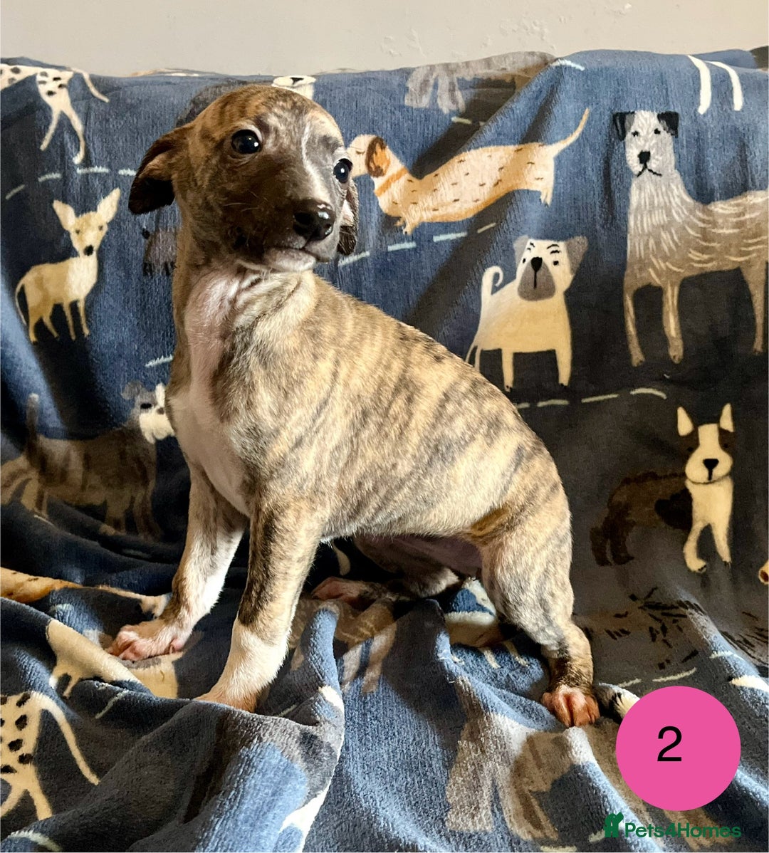 Whippet dogs for sale: KC Reg Whippet Puppies - Advert 7