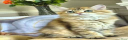 British Longhair cats for sale: British Longhair/Shorthair black golden shaded  - Advert 15
