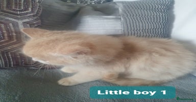 Mixed Breed cats - Advert 5