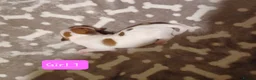 Jack Russell dogs for sale:  Minature Jack Russell Terrier Puppies. - Advert 15