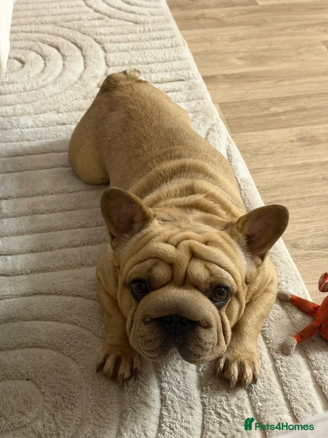 French Bulldog dogs for sale: Big rope frenchie Hugo   - Advert 1