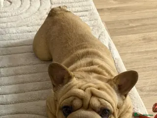 French Bulldog dogs Big rope frenchie Hugo - Advert 10