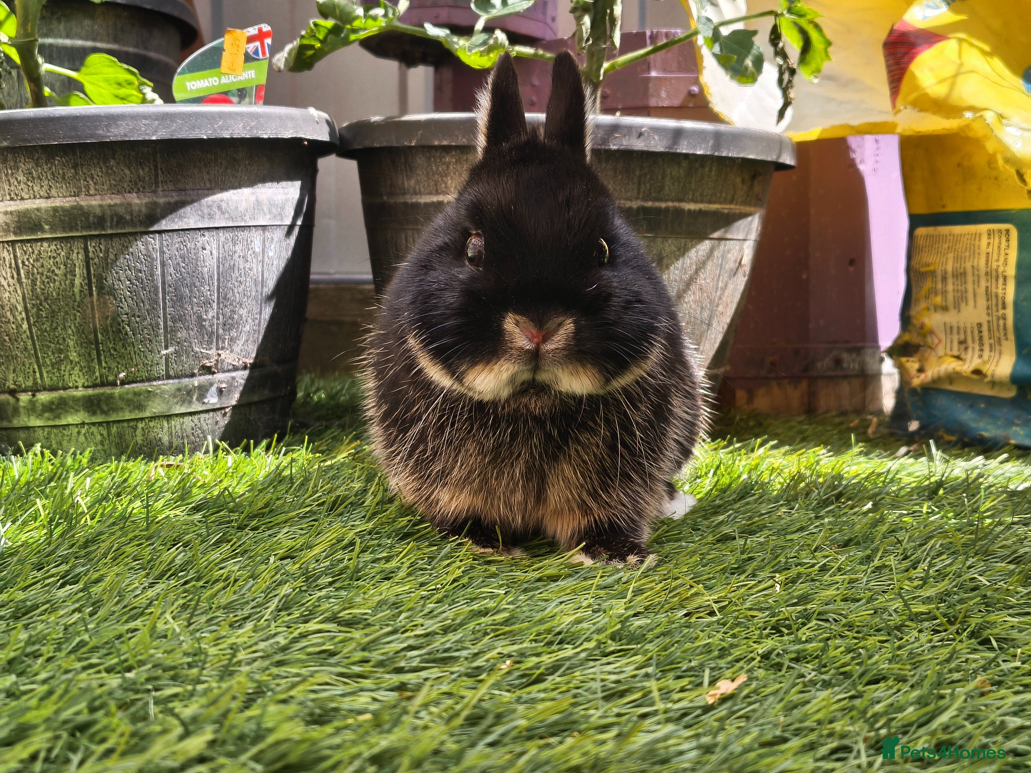 Netherland Dwarf rabbits  Netherlands dwarf buck - Advert 11