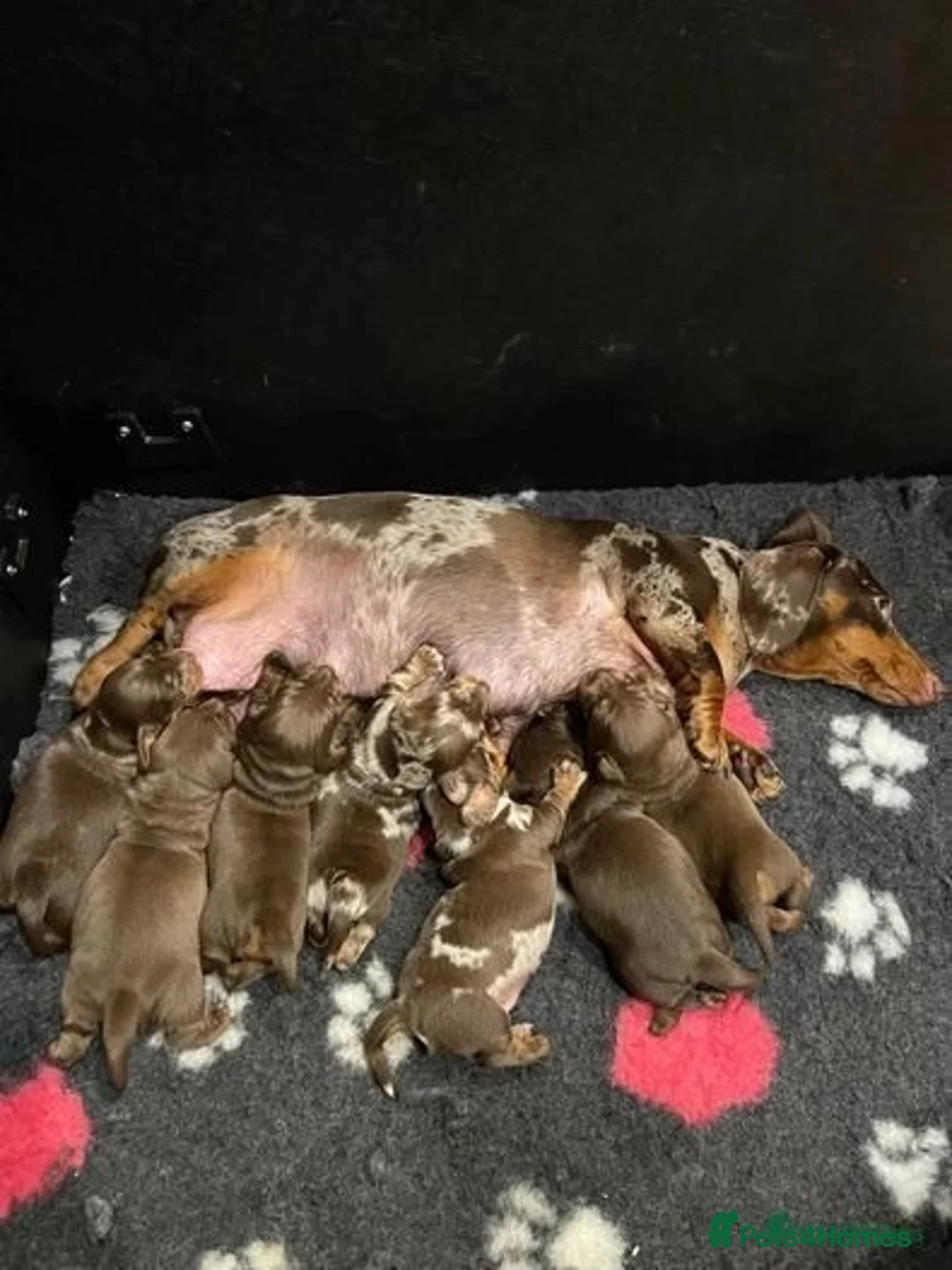 Miniature Dachshund dogs for stud: STUNNING MINIATURE DACHSHUND AVAILABLE AT STUD in Grays - Advert 21