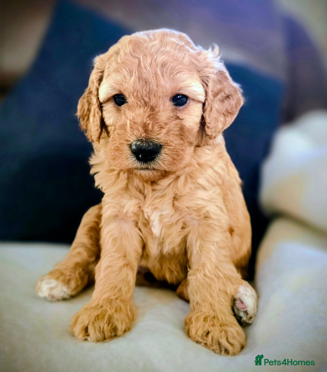 Cockapoo dogs for sale: Stunning F1b cockerpoo male - Advert 12