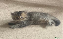 Persian cats for sale: 7 x beautiful persian kittens ready Thursday 14/08 - Image 12