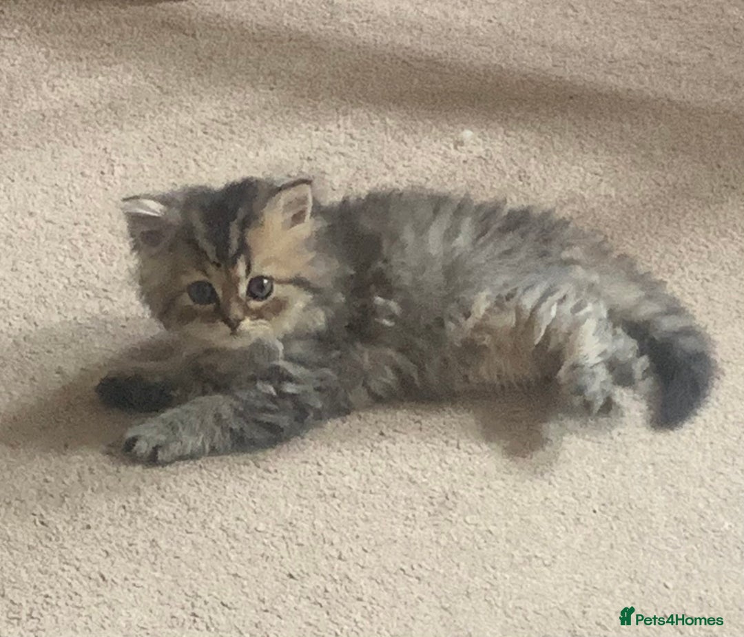 Persian cats for sale: 7 x beautiful persian kittens ready Thursday 14/08 - Image 12