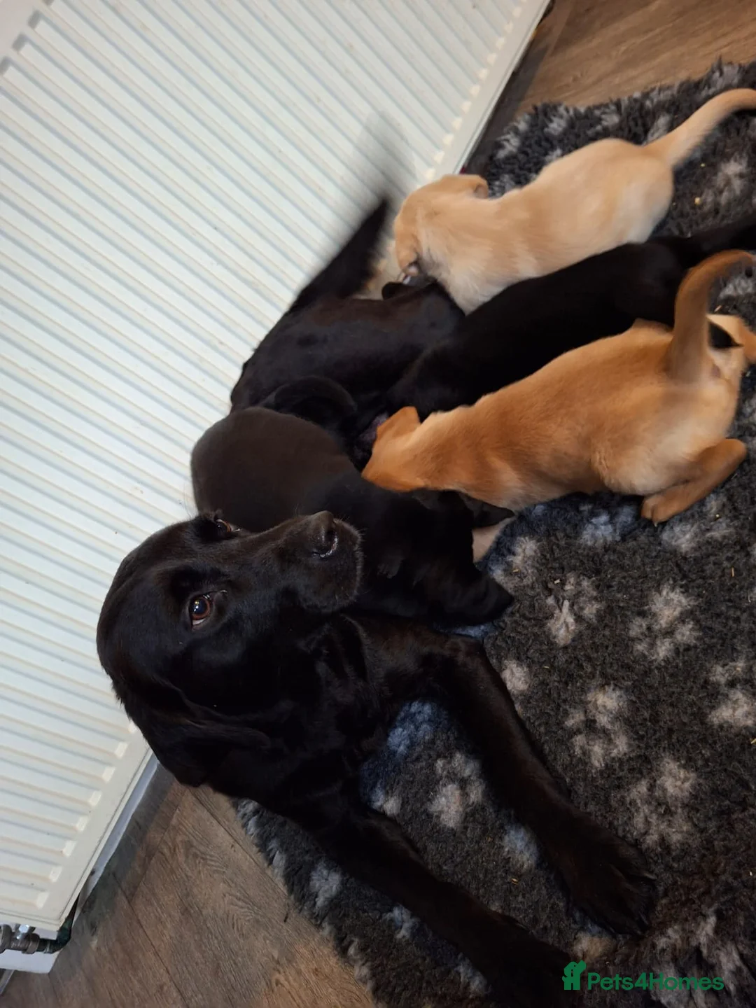 Goldador dogs for sale: ⭐ Beautiful Goldador pups from excellent breeding  - Advert 1