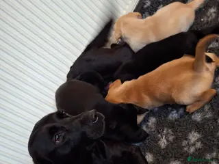 Goldador dogs ⭐ Beautiful Goldador pups from excellent breeding - Advert 4