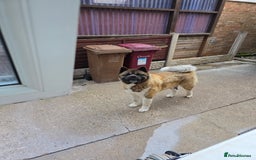 Akita dogs for sale: American akita - Image 3