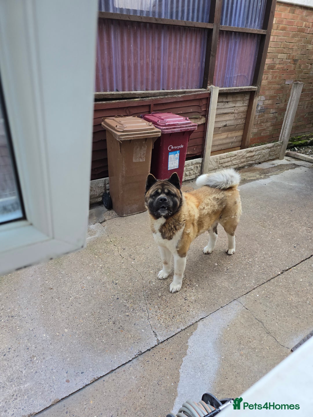 Akita dogs for sale: American akita - Image 3