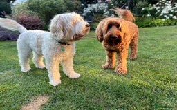 Australian Labradoodle dogs for stud: Proven extensively health tested gorgeous stud - Image 20