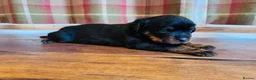 Rottweiler dogs for sale: KC Registered Rottweiler Babies 🐾🐾🐾 - Advert 12