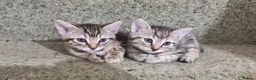Bengal cats for sale: 2 Female Bengals for Sale in Kidderminster - Advert 1