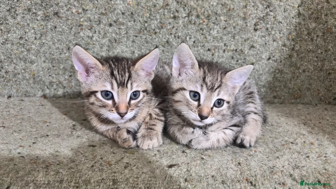 Bengal cats for sale: 2 Female Bengals for Sale in Kidderminster - Advert 1