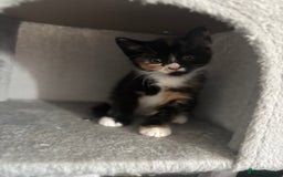 British Shorthair cats for sale: British shorthair tories - Image 21